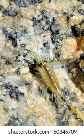 Sea Louse/ Sea Slater On Wet Sea Rock