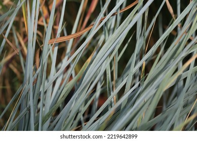 Sea Lyme Grass In Sunny October