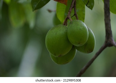 Sea Mango Bunch At Bishan Ang Mo Kio Park