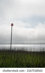 Sea Mark And Morning Mist At Randers Fjord