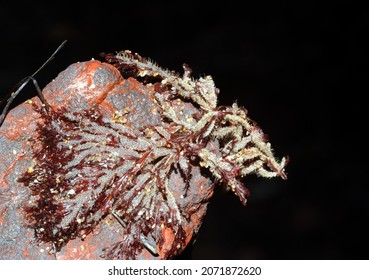 Sea Mat Growing On A Red Sea Weed