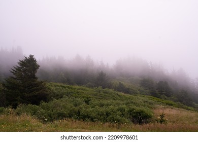 Sea Mist Overtaking Forest In Oregon 