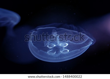 Similar – Image, Stock Photo Under the sea… Sea water