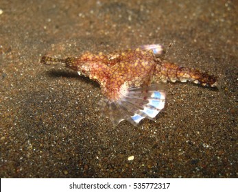 Sea moth sitting on sandy bottom