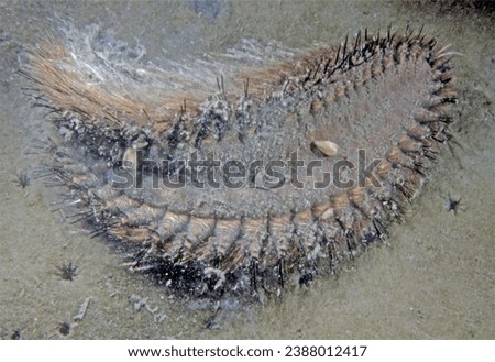 Sea mouse, = large worm, turned on side to show symbiotic bivalves.  Normally infauanal, this worm was on crawling on the sediment surface, was about 10 cm long, segments visible on undersurface Foto stock © 