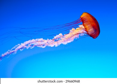 Sea Nettle At The Georgia Aquarium In Atlanta, GA USA