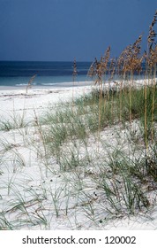 Sea Oats By The Shore
Panama City Beach Fl