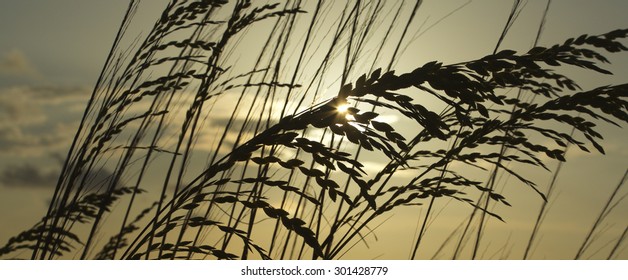 Sea oats at dusk on the gulf coast