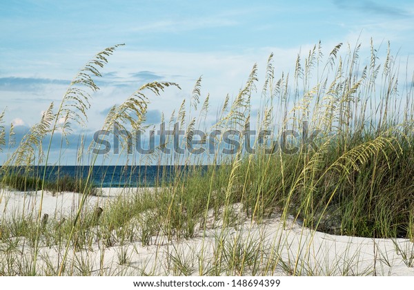 Sea Oats Native Dune Grasses Sand Stock Photo 148694399 