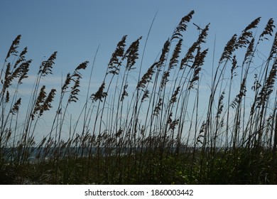 Sea Oats On Kiawah Island Beach