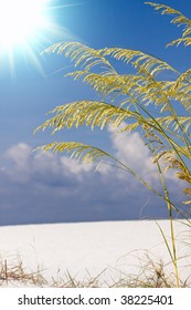 Sea Oats Over Blue Sunny Sky