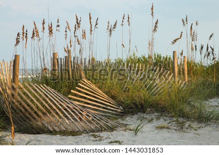 Sea oats protected by the sand fence along the dunes in Jacksonville Beach, Florida