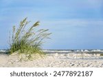 Sea oats (Uniola paniculata) wave in the breeze on the west end of Dauphin Island, Alabama. Sea oats are a tall subtropical grass commonly found on beaches and sandy coastal areas. 