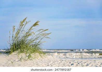 Sea oats (Uniola paniculata) wave in the breeze on the west end of Dauphin Island, Alabama. Sea oats are a tall subtropical grass commonly found on beaches and sandy coastal areas.  - Powered by Shutterstock