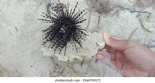 Sea ​​urchins On Rocks In The Sea Sumatra Surf, Krui, West Lampung, Indonesia