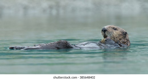 Sea Otter At Alaska