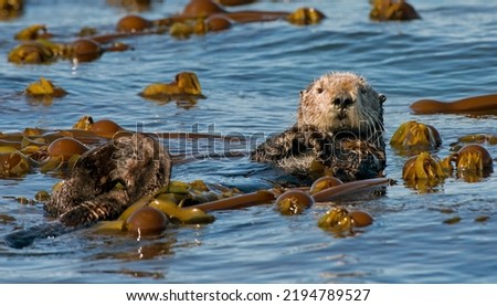 Sea Otter Amongst Kelp In Kachemak Bay, Alaska