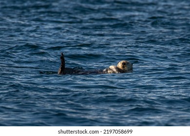 Sea Otter With Arms Crossed In The Broughton Archipelago