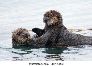 Sea Otter With A Baby