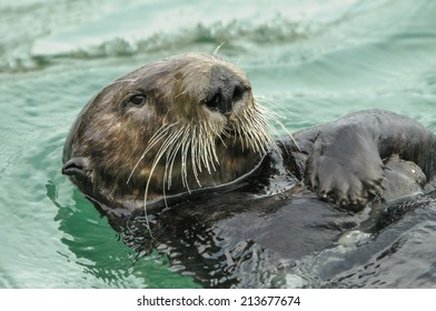 Sea Otter At Big Sur, California