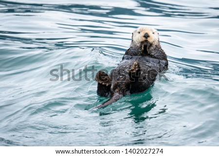 Sea otter bobbing in water on Resurrection Bay