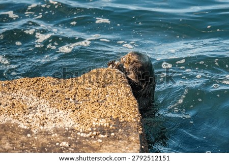 Sea Otter Cracking a Shell with a Stone, Monterey Bay, California