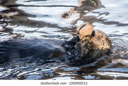 A Sea Otter Eating A Clam