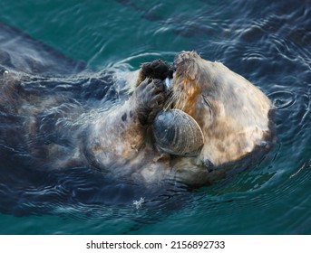 Sea Otter Eating A Clam At Morro Bay