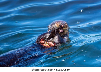 Sea Otter Eating A Crab