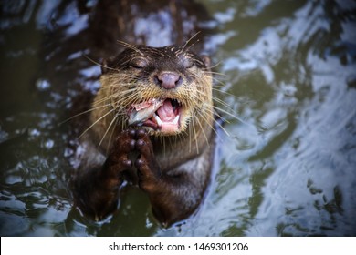 Sea Otter Eating Fish On A River