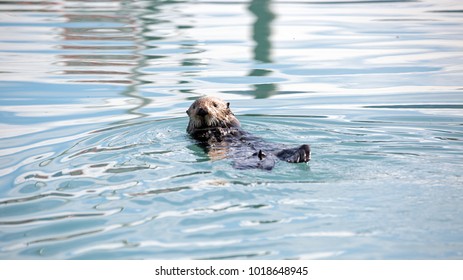 A Sea Otter Is Eating Mussels