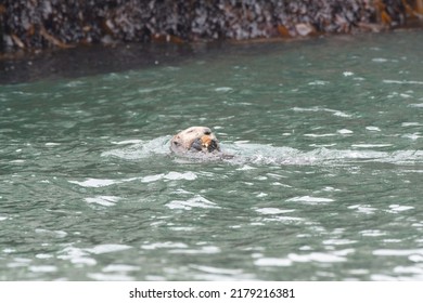 Sea Otter Eating A Shellfish