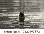 Sea otter eating shellfish floating near boats in St Herman Harbor of Kodiak, Alaska with copy space.