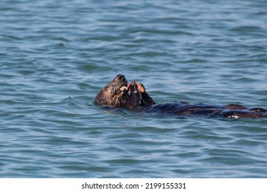 A Sea Otter Eating A Snack