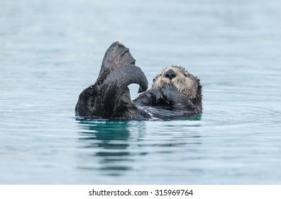 Sea Otter Eating In Water