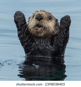 The sea otter (Enhydra lutris)  - Powered by Shutterstock