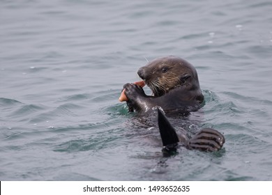  A sea otter (Enhydra lutris) foraging and eating at Monterey bay California.