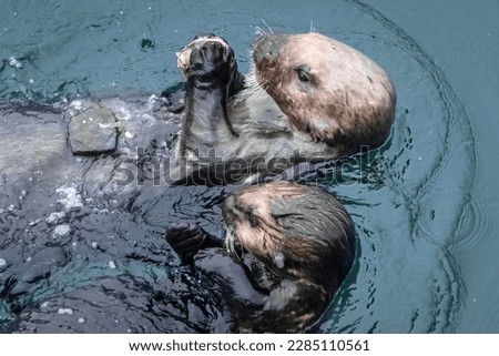 The sea otter (Enhydra lutris) is a marine mammal.Weasel family.Cracking
clams with a rock.Mother and pup.
