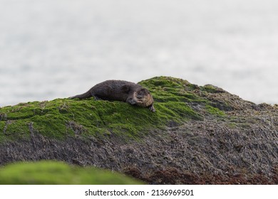 The Sea Otter Enhydra Lutris Resting On Seaside Rock. It Is A Marine Mammal Native To The Coasts Of The North Pacific Ocean.