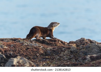 The Sea Otter Enhydra Lutris Resting On Seaside Rock. It Is A Marine Mammal Native To The Coasts Of The North Pacific Ocean