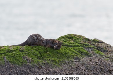 The Sea Otter Enhydra Lutris Resting On Seaside Rock. It Is A Marine Mammal Native To The Coasts Of The North Pacific Ocean. 