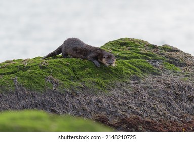 The Sea Otter Enhydra Lutris Resting On Seaside Rock. It Is A Marine Mammal Native To The Coasts Of The North Pacific Ocean.