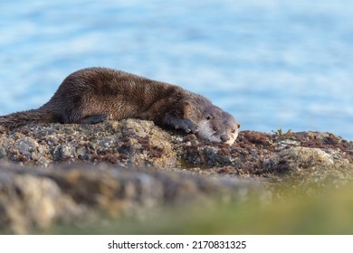 The Sea Otter Enhydra Lutris Resting On Seaside Rock. It Is A Marine Mammal Native To The Coasts Of The North Pacific Ocean.