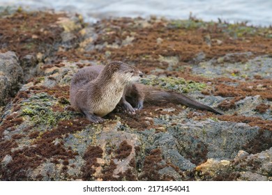 The Sea Otter Enhydra Lutris Resting On Seaside Rock. It Is A Marine Mammal Native To The Coasts Of The North Pacific Ocean.