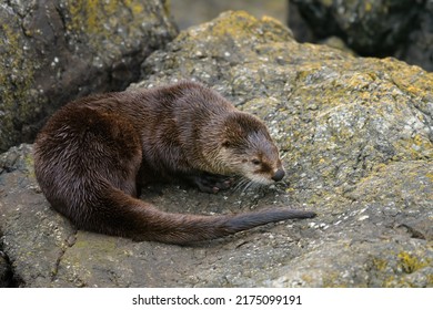 The Sea Otter Enhydra Lutris Resting On Seaside Rock. It Is A Marine Mammal Native To The Coasts Of The North Pacific Ocean.