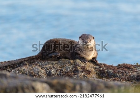 The sea otter Enhydra lutris resting on seaside rock. It is a marine mammal native to the coasts of the North Pacific Ocean. The heaviest in weasel family
