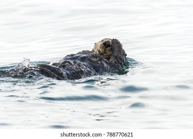 Sea Otter (Enhydra Lutris). Russia, Kamchatka, Nearby Cape Kekurny, Russian Bay