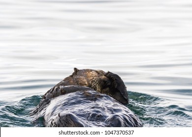 Sea Otter, Eurasian Otter (Lutra Lutra)  Floating In The Water. Russia, Kamchatka, Nearby Cape Kekurny, Russian Bay