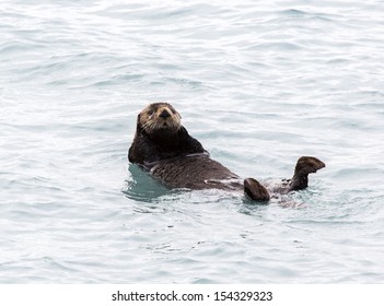 Sea Otter In Fjords Near Seward Alaska