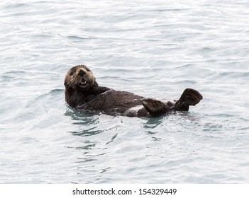 Sea Otter In Fjords Near Seward Alaska